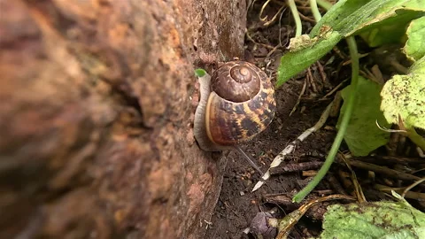 Garden Snail Stock Footage 265535470