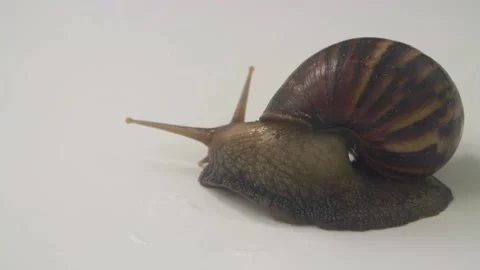 Garden snail isolated on white background Stock Footage 204971252