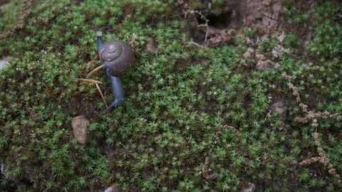 Garden Snail on Moss Stock Footage 106947688