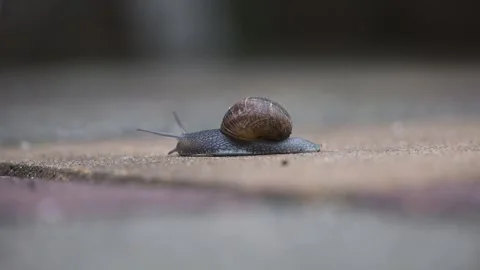 Garden snail moving close up 스톡 동영상 339273095