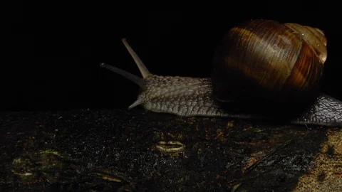 Garden Snail at Night Stock Footage 109516036