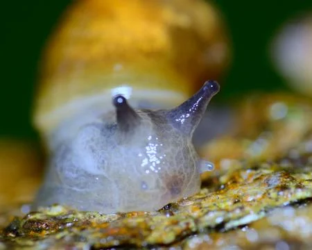 Garden snail Stock Photos