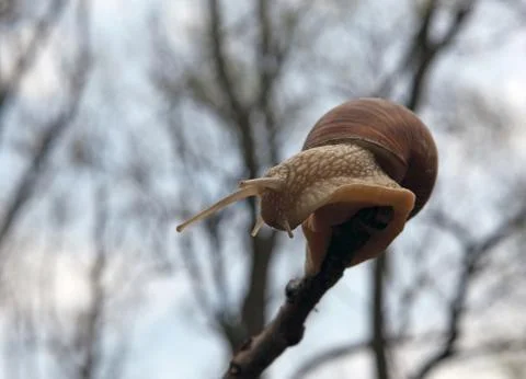 Garden snail Stock Photos