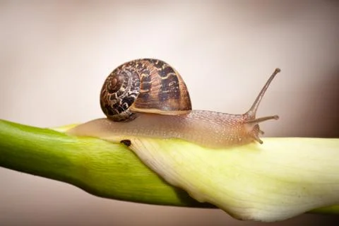 Garden snail Stock Photos