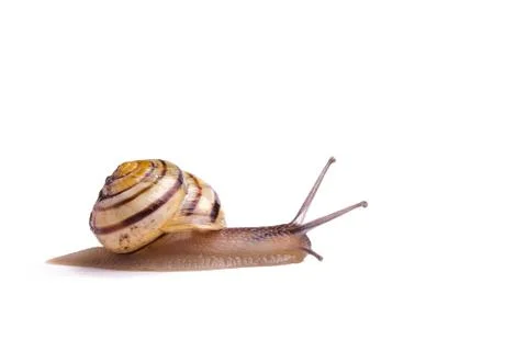 Garden Snail Stock Photos
