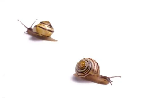 Garden Snail Stock Photos