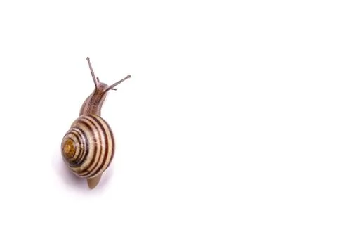 Garden Snail Stock Photos