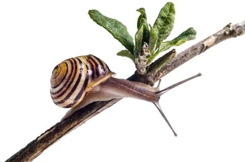Garden Snail Stock Photos