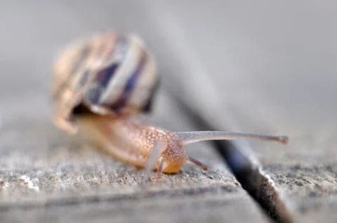 Garden snail 스톡 사진