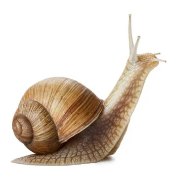 Garden Snail Stock Photos