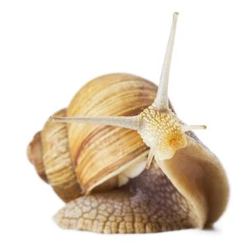Garden snail Stock Photos