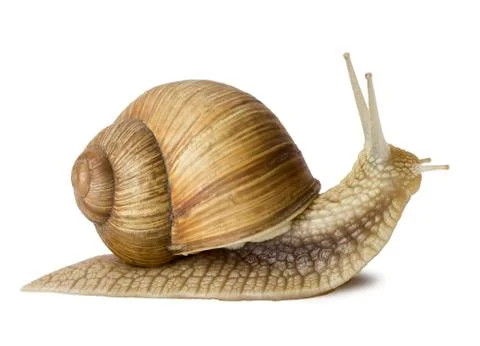 Garden snail Stock Photos