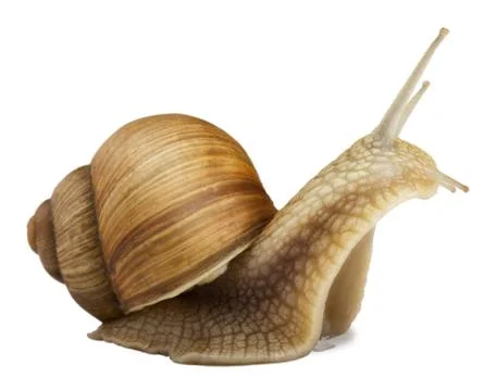 Garden snail Stock Photos