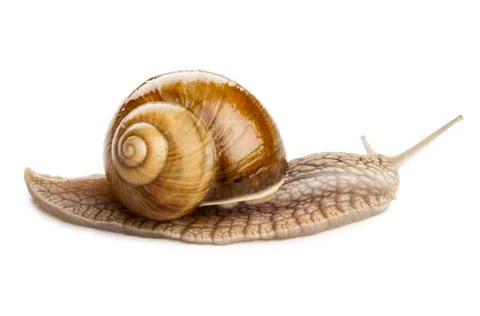 Garden snail Stock Photos