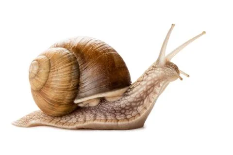 Garden snail Stock Photos