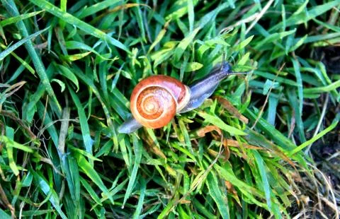 Garden snail Stock Photos
