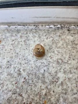 Garden snail Stock Photos