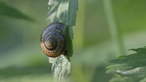 Garden Snail Resting on Green Leaf in the Wind - 4K Macro Wildlife Shot Vídeos de archivo 335712679