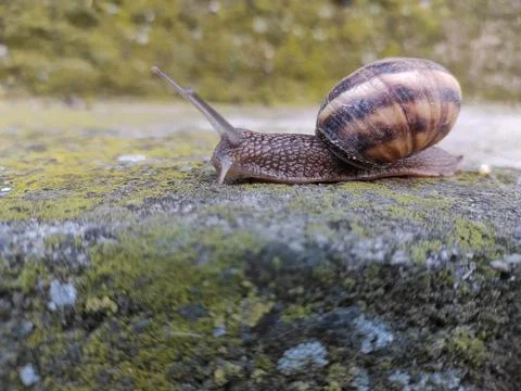 Garden snail in shell crawling on a surface with moss 写真素材