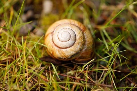 Garden snail shell resting on grass with detailed spiral pattern Stock Photos