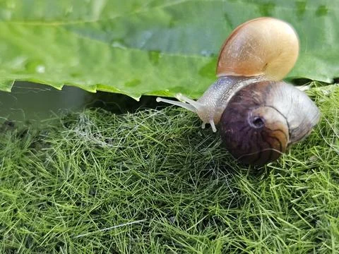 Garden snail on top of empty shell Stock Photos