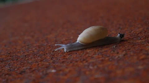 Garden snail walk over rustic metal plate. Видео 306826772