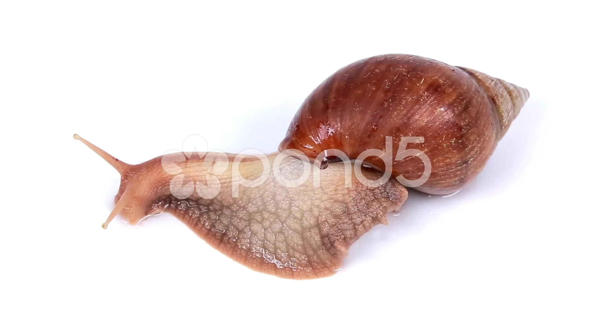 Garden Snail On White Background Stock Video Pond5