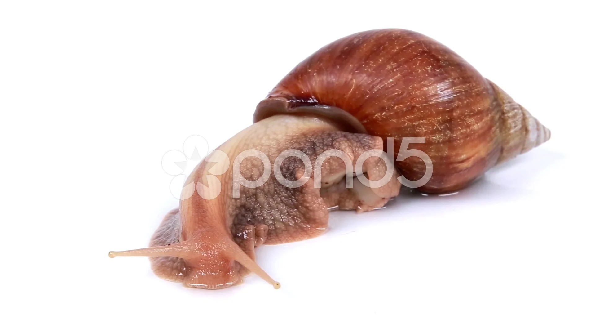 Garden Snail On White Background Stock Video Pond5