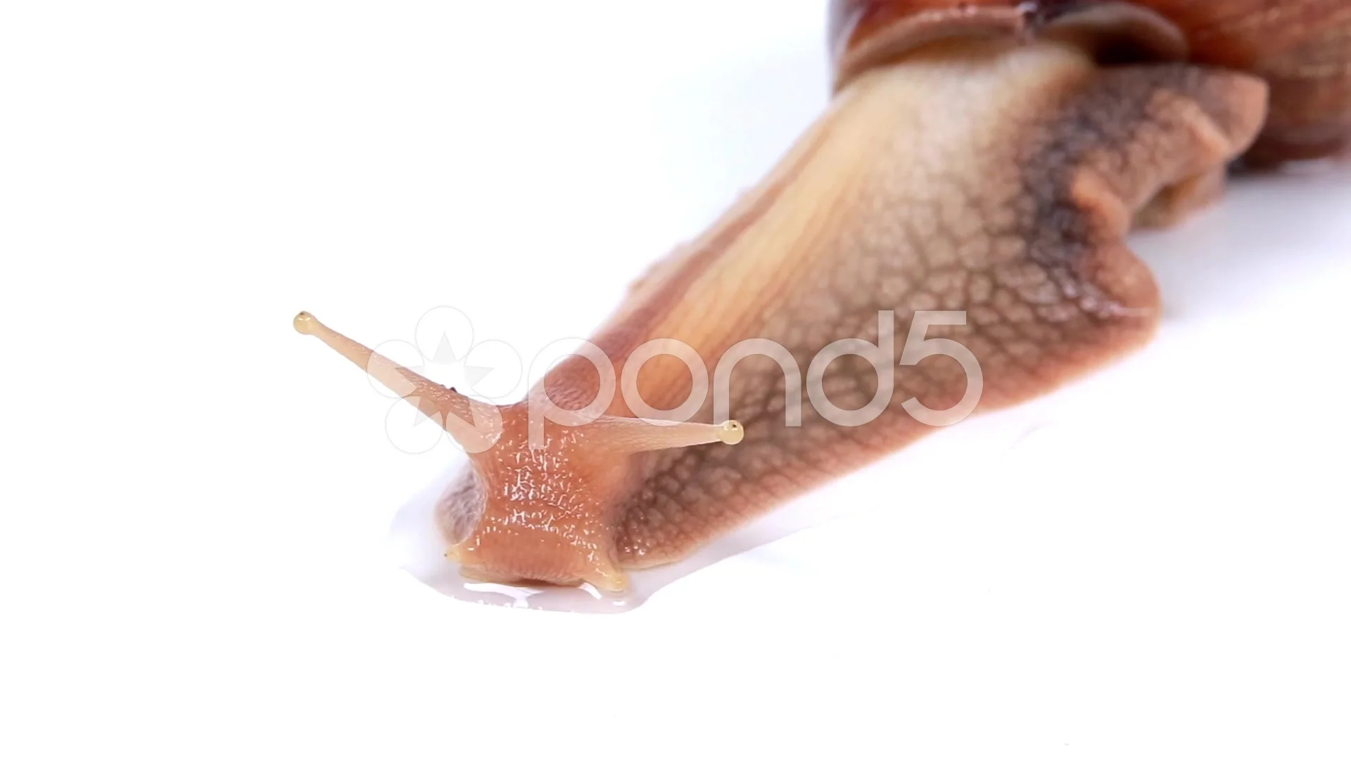 Garden Snail On White Background Stock Video Pond5