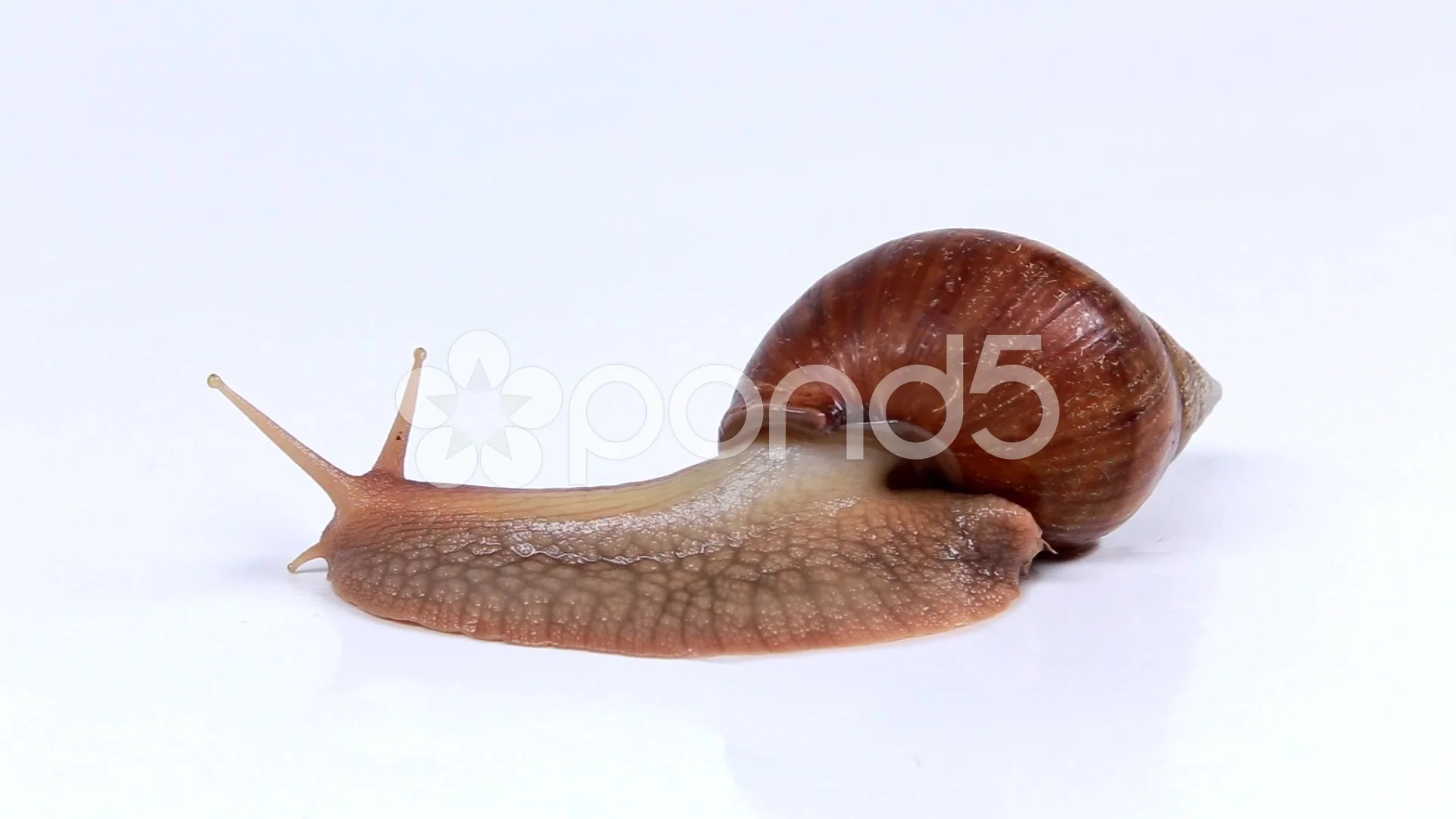 Garden Snail On White Background Stock Video Pond5