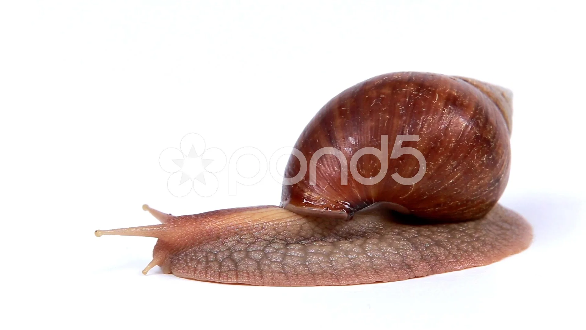 Garden Snail On White Background Stock Video Pond5