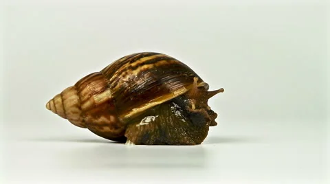 Garden snail on white background 스톡 동영상 45620540