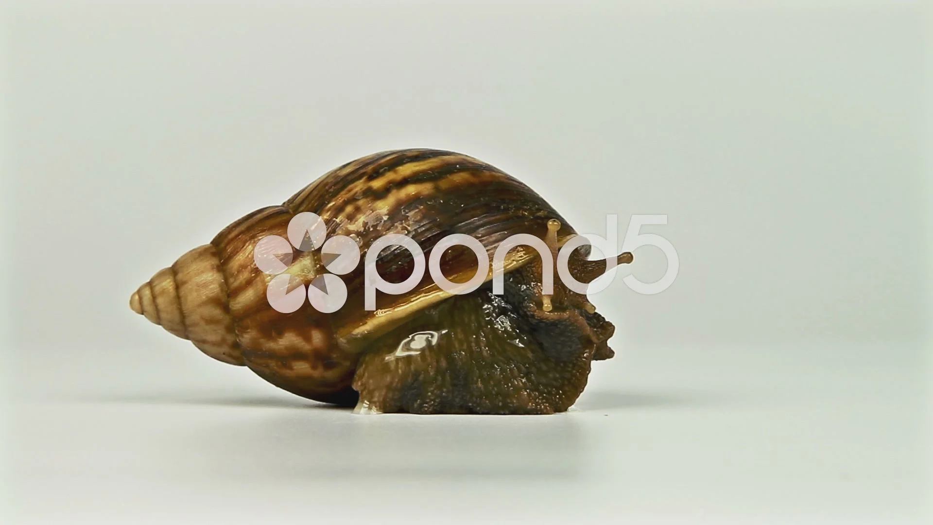 Garden Snail On White Background Stock Video Pond5