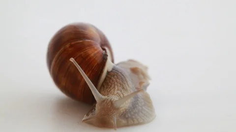 Garden snail on white Video stock 89691806