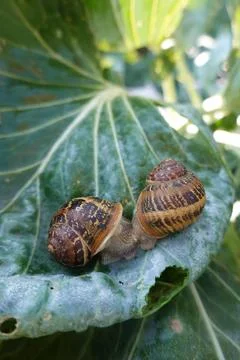 Garden snails eating cabbage leaf, illustrating nature, wildlife, and plant.. Stock Photos