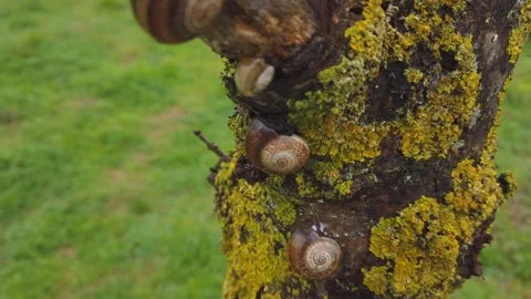 Garden Snails Gathering on Mossy Tree Bark in Wet Weather 動画素材 332241102