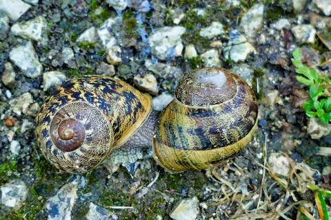 Garden Snails Mating. Stock Photos
