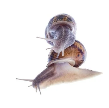 Garden snails. Stock Photos