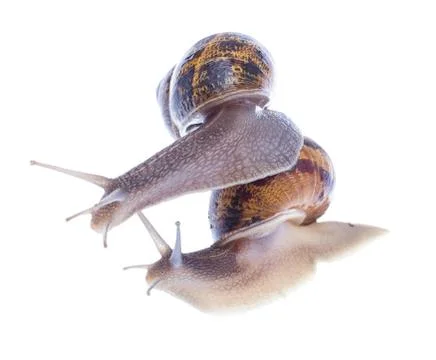 Garden snails. Stock Photos