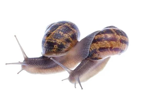Garden snails. Stock Photos