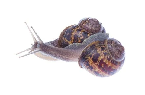 Garden snails. Stock Photos