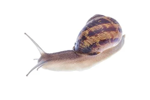 Garden snails. Stock Photos