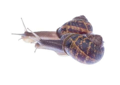 Garden snails. Stock Photos
