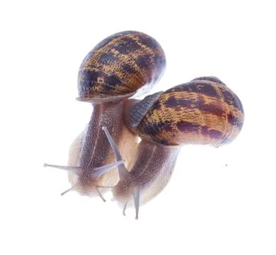 Garden snails. Stock Photos