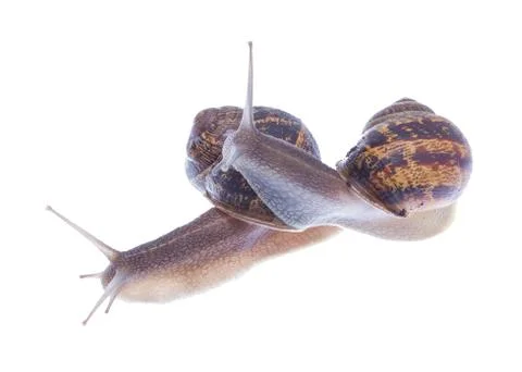 Garden snails. Stock Photos