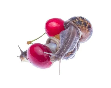 Garden snails. Stock Photos