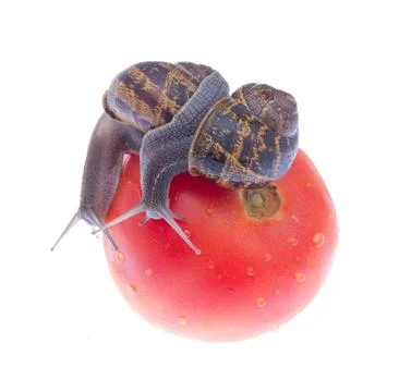 Garden snails. Stock Photos