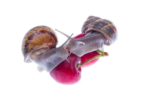 Garden snails. Stock Photos