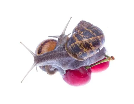 Garden snails. Stock Photos