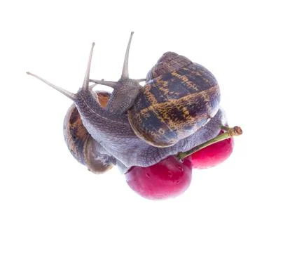 Garden snails. Stock Photos